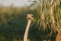 Ostrich's heads at sunset light in Namibia Royalty Free Stock Photo