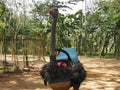 Ostrich with a saddle