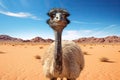 Ostrich in the Sahara desert, Morocco. Safari in Africa, ostrich in the desert HD 8K wallpaper Stock Photographic Image, AI