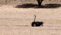 Ostrich sand bathing Auob Riverbed Kgalagadi South Africa Royalty Free Stock Photo