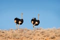 Ostrich in the sand dune habitat with blue sky. Common ostrich, Struthio camelus, big bird feeding green grass in savannah, Namib