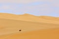 Ostrich in the sand dune habitat with blue sky. Common ostrich, Struthio camelus, big bird feeding green grass in savannah, Namib