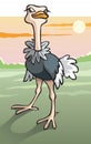 Ostrich in savanna