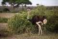 Ostrich on savanna.