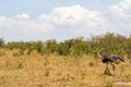 Ostrich in the savanna of mara a park