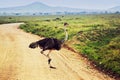 Ostrich on savanna, safari in Tanzania, Africa