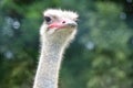 Ostrich in the savannah is watching, close-up