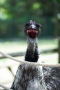 Ostrich screaming in a zoo
