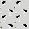 Ostrich seamless pattern. Flat design cartoons cute bird design element illustration