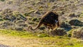 Ostrich searching for food at Cape Point Nature Reserve on the Cape Peninsula