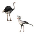 Ostrich, Secretarybird isolated on a white Royalty Free Stock Photo