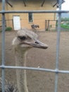 Ostrich Royalty Free Stock Photo