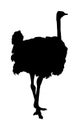 Ostrich  silhouette illustration isolated on white background. Royalty Free Stock Photo