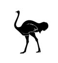 Ostrich Silhouette Vector