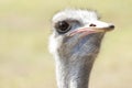 Ostrich silly bird