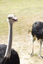 Ostrich silly bird