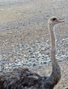 Ostrich in Sir Baniyas Island Reserve