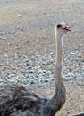 Ostrich in Sir Baniyas Island Reserve