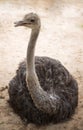 Ostrich Royalty Free Stock Photo