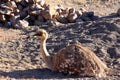 Ostrich sitting in the early morning sun Royalty Free Stock Photo
