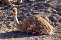 Ostrich sitting in the early morning sun Royalty Free Stock Photo