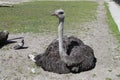 Ostrich sitting on the ground