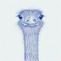 Ostrich sketch. Head closeup on lined paper background Royalty Free Stock Photo