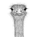 Ostrich sketch. Head closeup Royalty Free Stock Photo