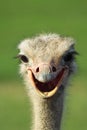 Ostrich Smile Royalty Free Stock Photo