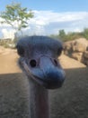 Ostrich With a Smile