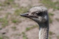 Ostrich in soft focus Royalty Free Stock Photo