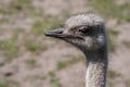 Ostrich in soft focus