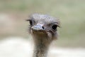 Ostrich looking for someone to talk to