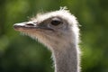 Ostrich standing against blurred background Royalty Free Stock Photo