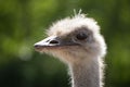Ostrich standing against blurred background Royalty Free Stock Photo