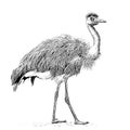 Ostrich stands hand drawn engraving style sketch Royalty Free Stock Photo