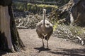 Ostrich stares straight at camera from his tree and dirt area