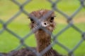 Ostrich staring camera