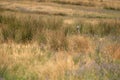 An ostrich in the steppe hides in the grass of the zoo or in the wild walks along the trail