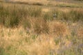 An ostrich in the steppe hides in the grass of the zoo or in the wild walks along the trail
