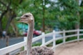 Ostrich stretch its long neck looking forward to feeding from visitor in the zoo Royalty Free Stock Photo