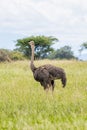 Ostrich striding across a lush, green grassy field