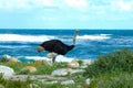 Ostrich (Struthio camelus) Royalty Free Stock Photo