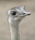 Ostrich Struthio camelus