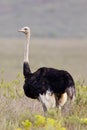 Ostrich (struthio camelus) Royalty Free Stock Photo