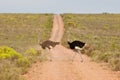 Ostrich (struthio camelus) Royalty Free Stock Photo