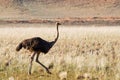 Ostrich (Struthio camelus)