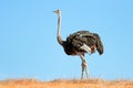 Ostrich on dune against a blue sky