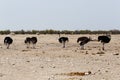 Ostrich Struthio camelus, in Etosha, Namibia