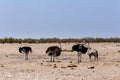 Ostrich Struthio camelus, in Etosha, Namibia